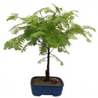 Dawn Redwood Tree - Metasequoia glyptostroboides