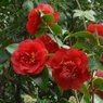 Camellia japonica - Camellia - Japanese camellia