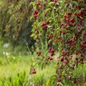 Cherry plum - Prunus cerasifera