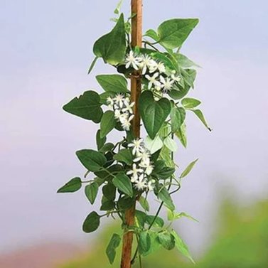 Clematis Vine-Clematis Terniflora- Exotic Fragrant Vine