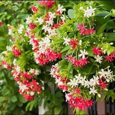 Rangoon Creeper-Jhumka Bail-Vine