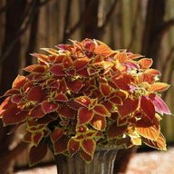 Coleus-Plectranthus Scutellarioides-Trusty Rusty Coleus