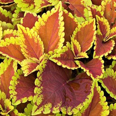 Coleus-Plectranthus Scutellarioides-Trusty Rusty Coleus