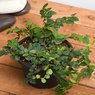 Climbing Fig - Ficus Pumila - Tickey Creeper |