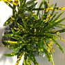 Lemon Croton-Codiaeum Variegatum-Croton