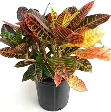 Croton - Codiaeum Variegatum