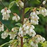 Blue Berry - Vaccinium Corymbosum -  Vaccinium Sect. Cyanococcus