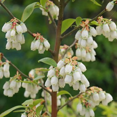 Blue Berry - Vaccinium Corymbosum -  Vaccinium Sect. Cyanococcus