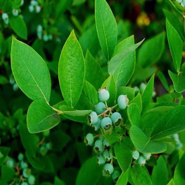 Blue Berry - Vaccinium Corymbosum -  Vaccinium Sect. Cyanococcus