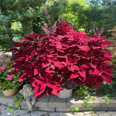 Sun Coleus Image