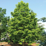 Dawn Redwood Tree - Metasequoia glyptostroboides