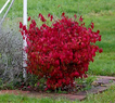 Burning Bush - Euonymus Alatus - Winged Spindle, Winged Euonymus