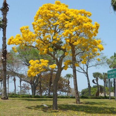 Tabebuia - Caribbean Trumpet Tree -Tabebuia Aurea