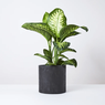 Dieffenbachia Plant - Dumb Cane Plant - Dieffenbachia Seguine