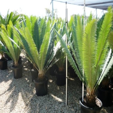 Dioon Mejiae-Palma Teosinte-Mejía's Cycad