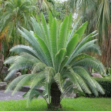 Dioon Spinulosum -Giant Dioon - Gum Palm