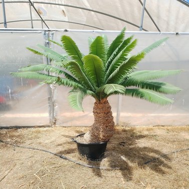 Dioon Spinulosum -Giant Dioon - Gum Palm