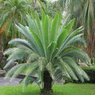 Dioon Spinulosum -Giant Dioon - Gum Palm