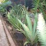 Dioon Spinulosum -Giant Dioon - Gum Palm