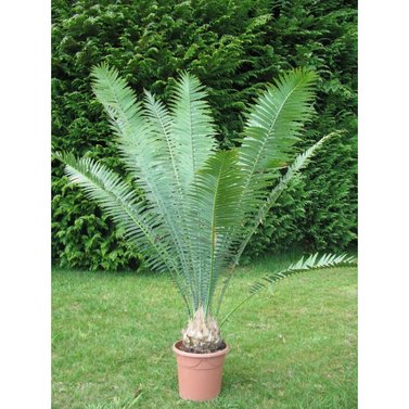 Dioon Spinulosum -Giant Dioon - Gum Palm