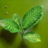 Dieffenbachia - Dumb Cane - Leopard Lily