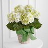 Hydrangea Macrophylla - Hortensia - Hydrangea White Flower