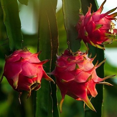 Dragon fruit - Selenicereus undatus