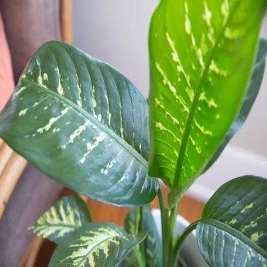 Dieffenbachia - Dumb Cane - Leopard Lily