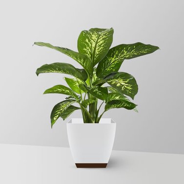 Dieffenbachia - Dumb Cane - Leopard Lily