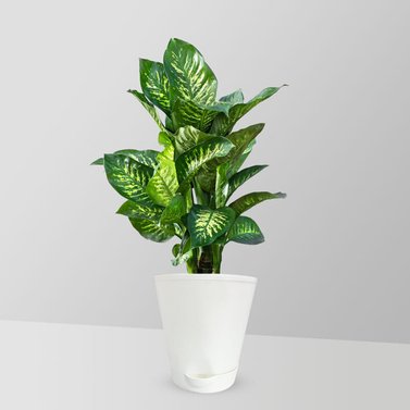 Dieffenbachia - Dumb Cane - Leopard Lily