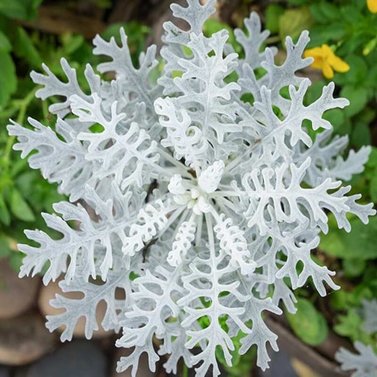 Dusty Miller Plant- Silver Ragwort