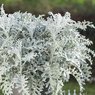 Dusty Miller Plant- Silver Ragwort