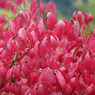 Burning Bush - Euonymus Alatus - Winged Spindle, Winged Euonymus