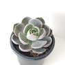 Echeveria Succulent- Medium Echeveria Dusty Rose-Succulent Plant