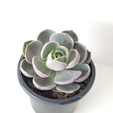 Echeveria Succulent- Medium Echeveria Dusty Rose-Succulent Plant