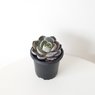 Echeveria Succulent- Medium Echeveria Dusty Rose-Succulent Plant