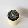 Echeveria Succulent- Medium Echeveria Dusty Rose-Succulent Plant