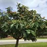 Loquat - Japanese Plum - Eriobotrya japonica