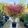 Burning Bush - Euonymus Alatus - Winged Spindle, Winged Euonymus