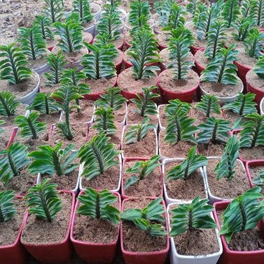 Euphorbia Tithymaloides - Devil Backbone