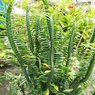 Euphorbia Tithymaloides - Devil Backbone