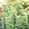 Euphorbia Tithymaloides - Devil Backbone