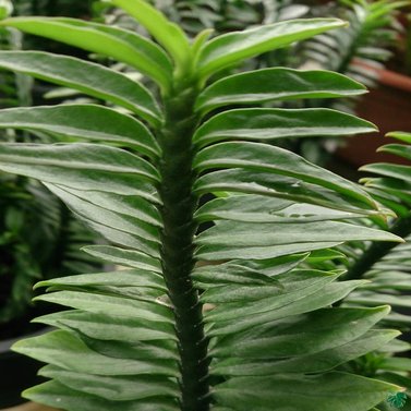 Euphorbia Tithymaloides - Devil Backbone