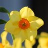 Daffodil Estremadura - Narcissus Falconet (Yellow & Red)