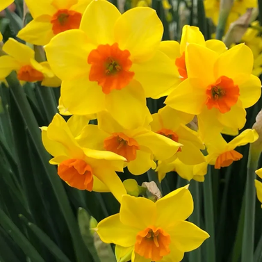 Daffodil Estremadura - Narcissus Falconet (Yellow & Red)