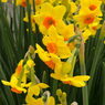 Daffodil Estremadura - Narcissus Falconet (Yellow & Red)