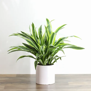 Corn Plant Dracaena - Dragon Plant - Dracaena fragrans