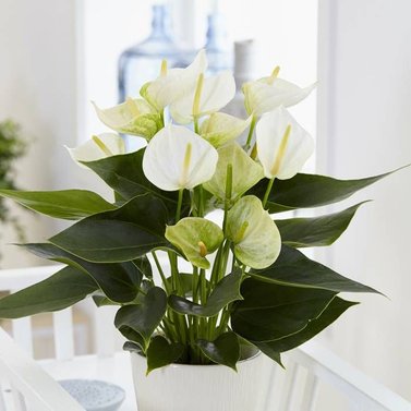 Anthurium - Flamingo Flower - Royal White Image