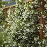 Star Jasmine- Chameli- Mogra-Champa Bela