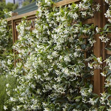 Star Jasmine- Chameli- Mogra-Champa Bela